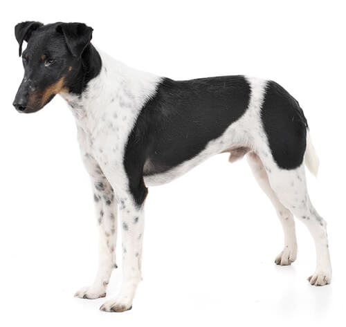 Smooth fox terrier hypoallergenic clearance dogs